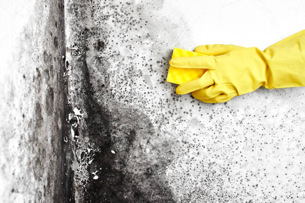 Best Mold Removal Process  in Southport, IN