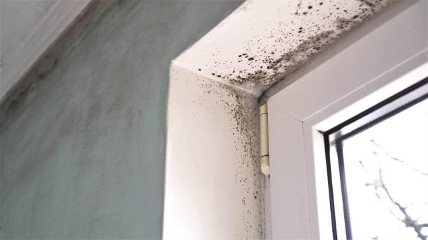 Attic Mold Removal in Southport, IN