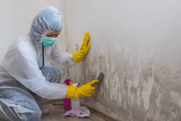 Best Toxic Mold Removal  in Southport, IN