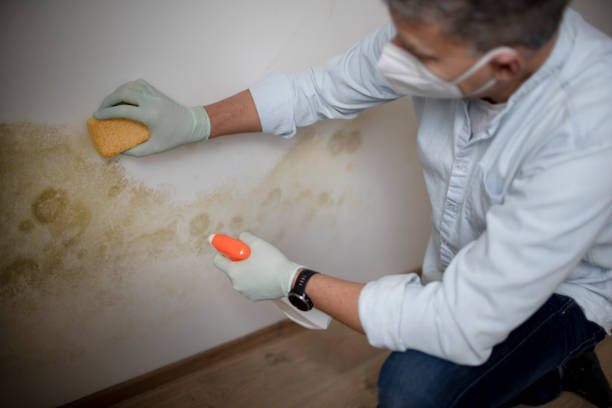 Mold Removal Process in Southport, IN