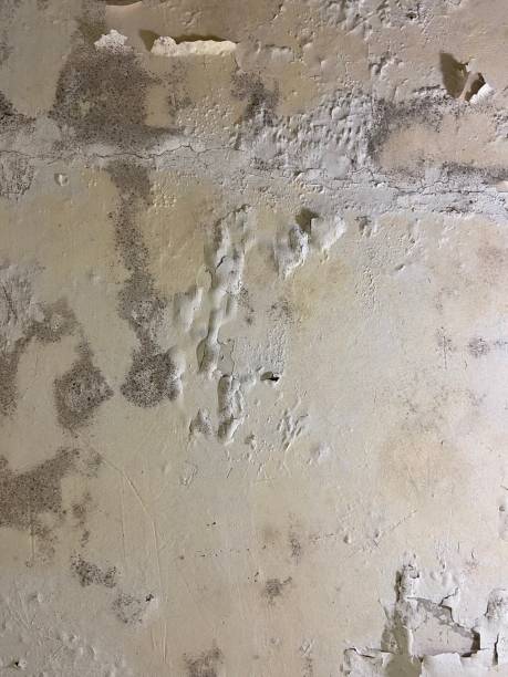 Best Same-Day Mold Removal  in Southport, IN