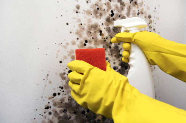 Best Attic Mold Removal  in Southport, IN