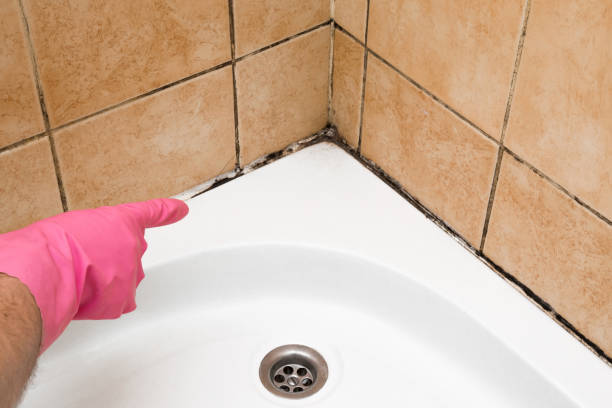 Best Black Mold Removal  in Southport, IN